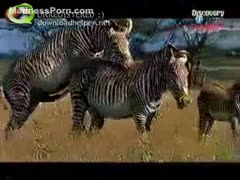 The savanna is a nice place for wild animals to fuck.